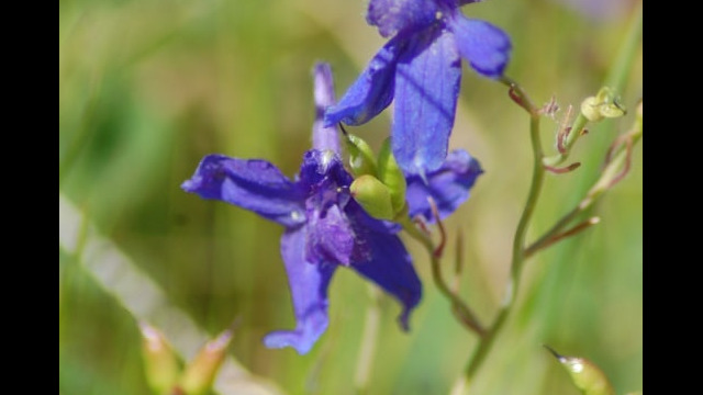 Delphinium patens Zigzag Larkspur, Delphinium patens