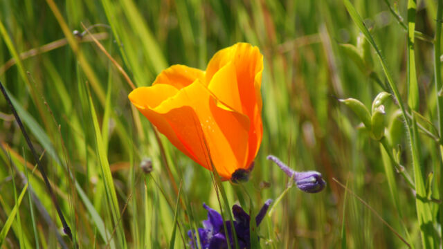 Eschscholzia californica California Poppy, Eschscholzia californica