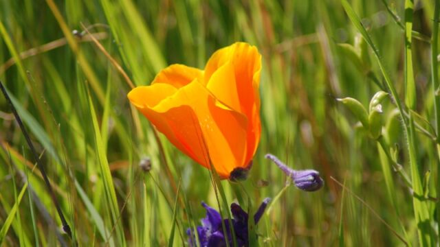 Eschscholzia californica California Poppy, Eschscholzia californica