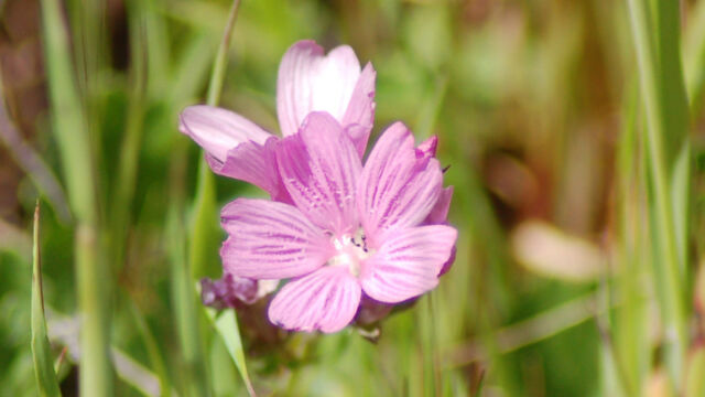 Sidalcea malviflora Checkerbloom, Sidalcea malviflora