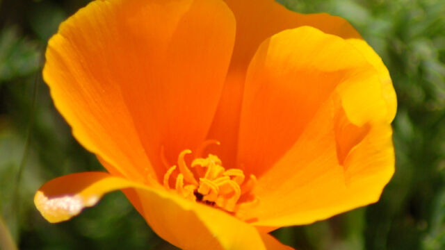 Eschscholzia californica California Poppy, Eschscholzia californica