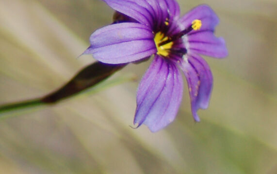 Sisyrinchium bellum Blue-eyed grass, Sisyrinchium bellum
