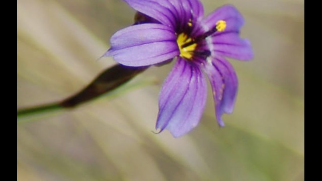 Sisyrinchium bellum Blue-eyed grass, Sisyrinchium bellum