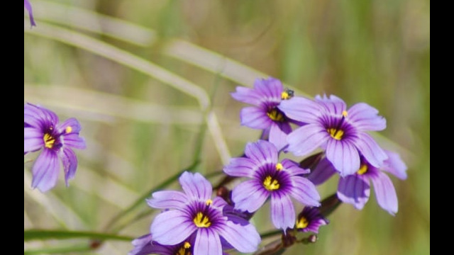 Sisyrinchium bellum Blue-eyed grass, Sisyrinchium bellum