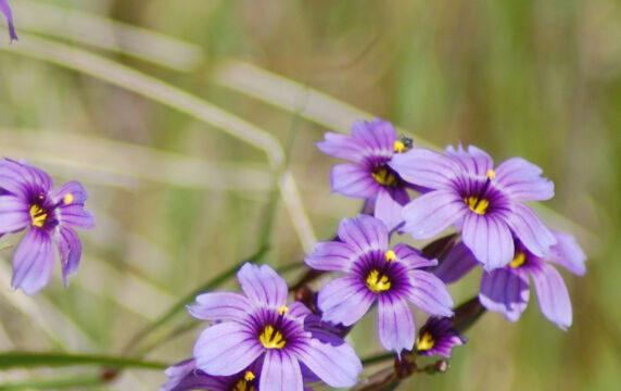 Sisyrinchium bellum Blue-eyed grass, Sisyrinchium bellum