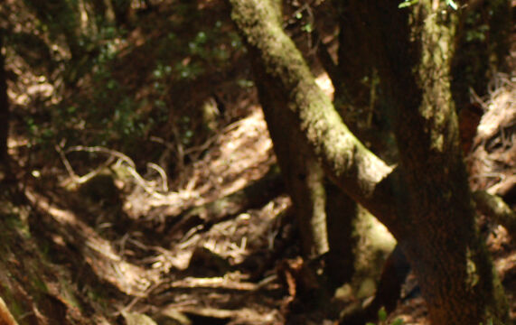 Trail through the woods Matt Davis Trail