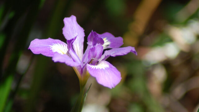 Iris macrosiphon Bowl-tubed Iris, Iris macrosiphon