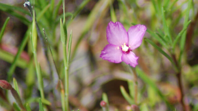 Clarkia purpurea ssp. purpurea Purple Clarkia, Clarkia purpurea ssp. purpurea