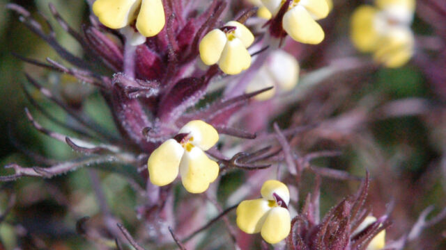 Tryphisaria Eriantha Butter and Eggs, Tryphisaria Eriantha