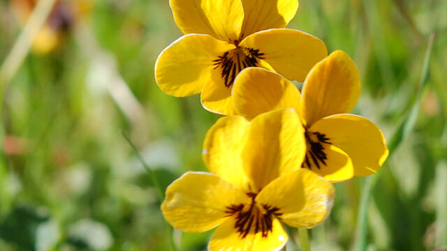 Viola pedunculata California Golden Violet, Viola pedunculata