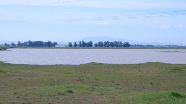 Olcott Lake, Jepson Prairie Vernal pool at Jepson Prairie