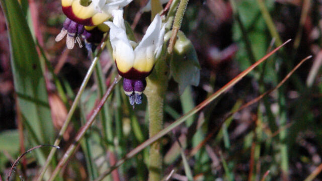 Primula clevelandii ssp patulum Padre's Shooting Star, Primula clevelandii ssp patulum