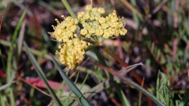 Lomatium caruifolium Biscuit Root, Lomatium caruifolium