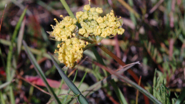 Lomatium caruifolium Biscuit Root, Lomatium caruifolium