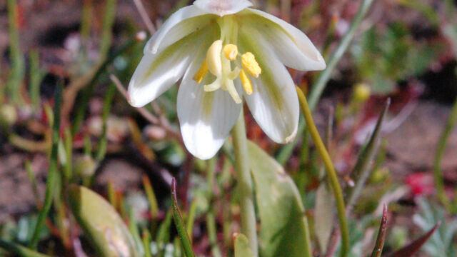 Fritillaria liliacea Prairie Bells, Fritillaria liliacea