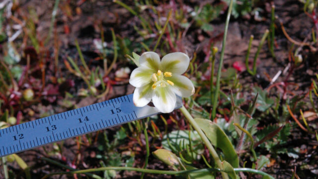 Fritillaria liliacea Prairie Bells, Fritillaria liliacea
