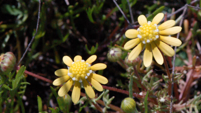Blennosperma nanum var nanum Yellow Carpet, Blennosperma nanum var nanum