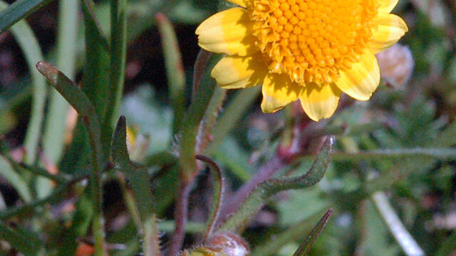 Lasthenia fremontii Fremont's Goldfields, Lasthenia fremontii