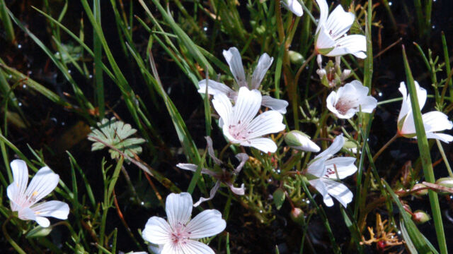 Limnanthes douglasii ssp rosea Meadowfoam, Limnanthes douglasii ssp rosea