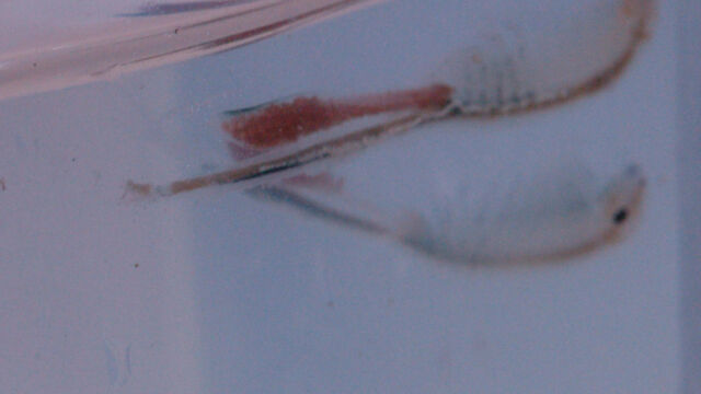 Branchinecta conservatio Conservancy fairy shrimp