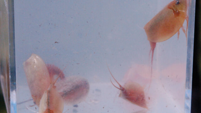 Lepidurus packardi Vernal Pool Tadpole Shrimp, Lepidurus packardi