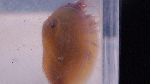 Clam Shrimp, from a vernal pool at Jepson Prairie