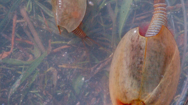 Lepidurus packardi Vernal Pool Tadpole Shrimp, Lepidurus packardi