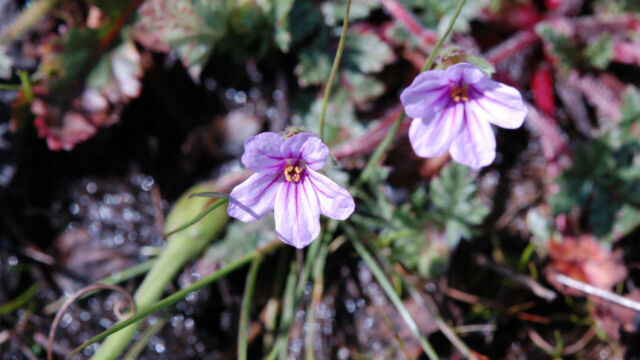 Erodium botrys