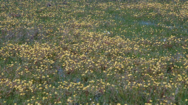 Goldfields and Yellow Carpet Goldfields and Yellow Carpet