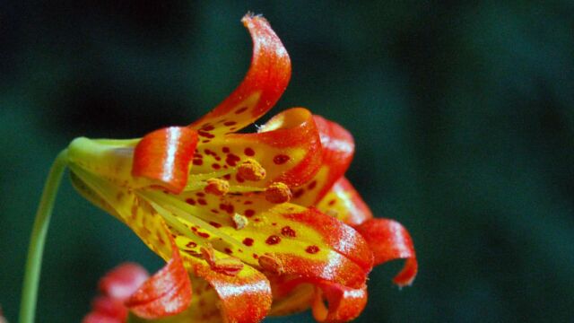 Lilium parvum Alpine Lily, Lilium parvum
