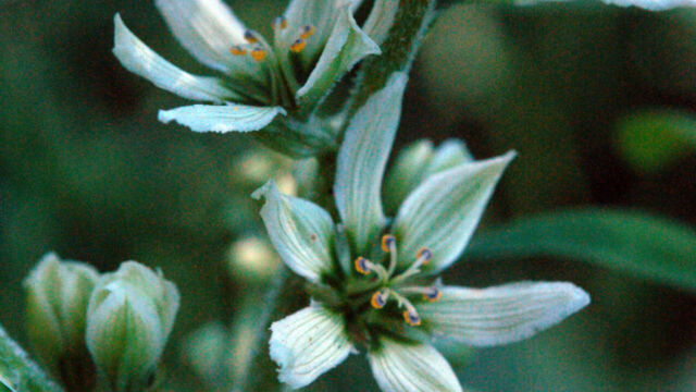 Veratrum californicum California Corn-Lily, Veratrum californicum