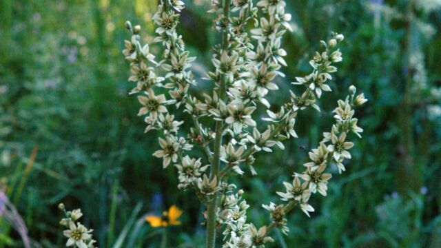 Veratrum californicum California Corn-Lily, Veratrum californicum