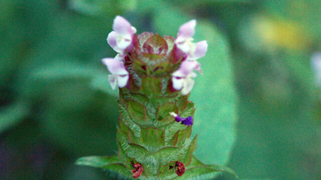 Prunella vulgaris Self Heal, Prunella vulgaris