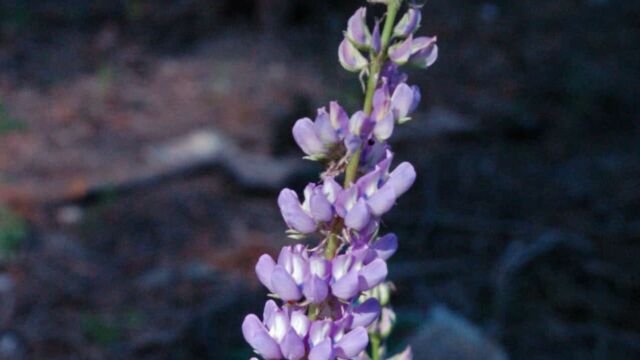 Lupine