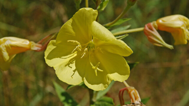 Oenothera elata Evening Primrose, Oenothera elata