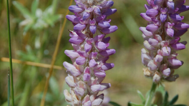 Lupine