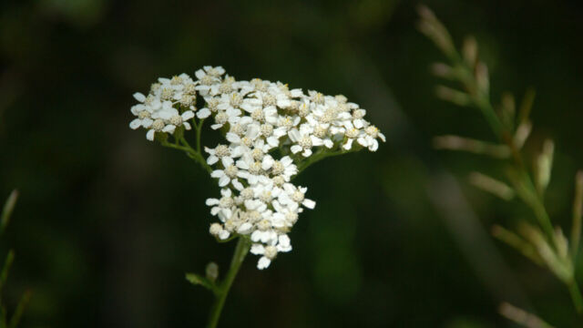 Achillea millefolium Common Yarrow, Achillea millefolium