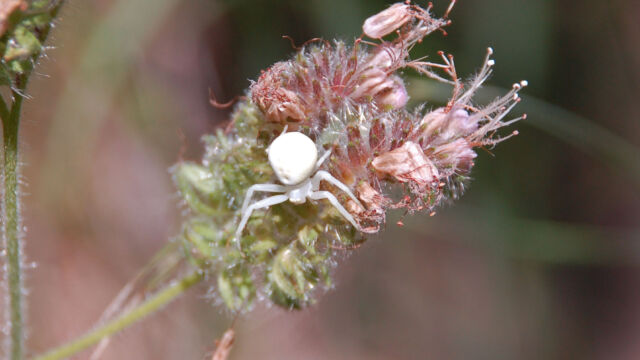 White crab spider