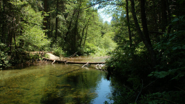Carlon Meadow, Tuolumne River