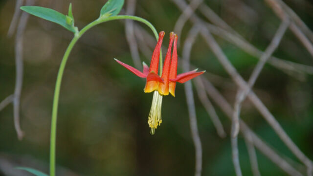 Aquilegia formosa Crimson Columbine, Aquilegia formosa