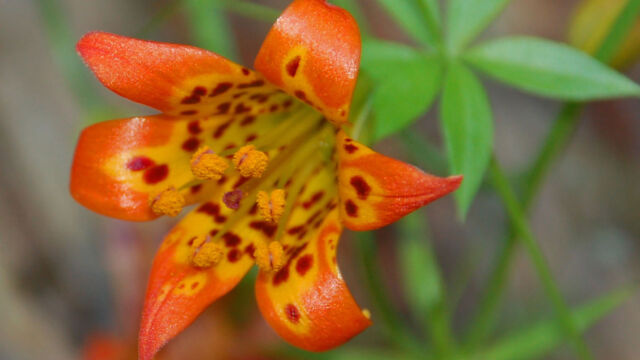 Lilium parvum Alpine Lily, Lilium parvum