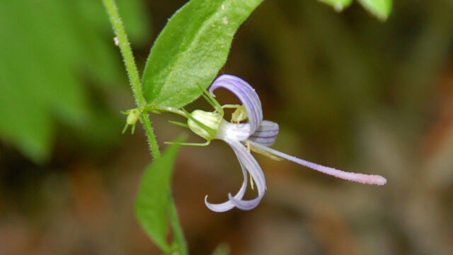 Campanula prenanthoides California Harebell, Campanula prenanthoides