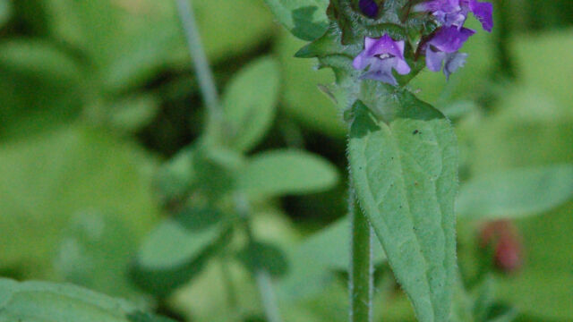 Prunella vulgaris Self Heal, Prunella vulgaris