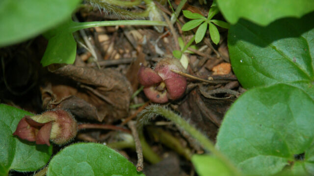 Asarum lemmonii Lemmon's Wild Ginger, Asarum lemmonii
