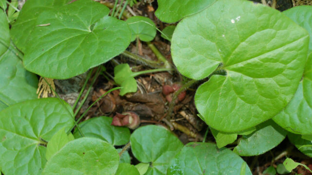 Asarum lemmonii - Look under the leaves! Lemmon's Wild Ginger, Asarum lemmonii