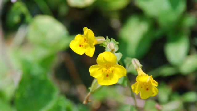 Monkeyflower