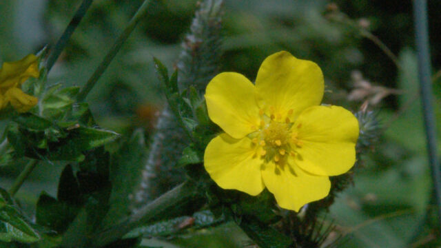 Cinquefoil