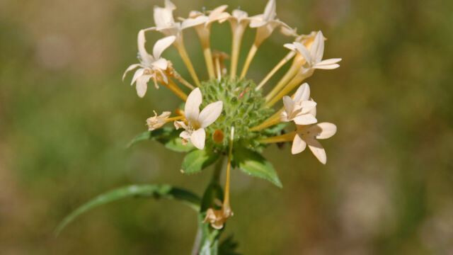 Collomia grandiflora Mountain collomia, Collomia grandiflora