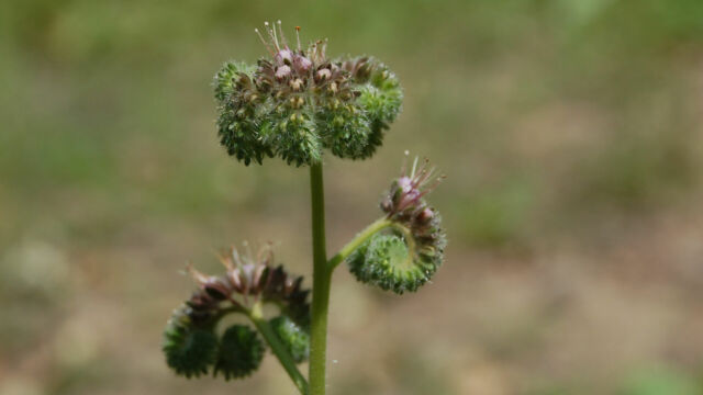 Phacelia sp.