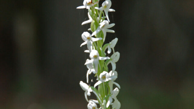 Sierra Bog Orchid, Platanthera leucostachys Sierra Bog Orchid, Platanthera leucostachys